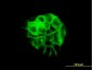 JUP Antibody (monoclonal) (M01)