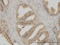 K-ALPHA-1 Antibody (monoclonal) (M01)