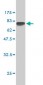 K-ALPHA-1 Antibody (monoclonal) (M01)