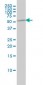 K-ALPHA-1 Antibody (monoclonal) (M01)