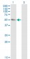 K-ALPHA-1 Antibody (monoclonal) (M01)