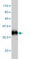 KCNA3 Antibody (monoclonal) (M01)