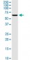 KCNA3 Antibody (monoclonal) (M01)