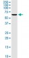 KCNA3 Antibody (monoclonal) (M01)