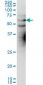 KCNA3 Antibody (monoclonal) (M01)