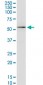 KCNA3 Antibody (monoclonal) (M01)