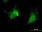 KCNC3 Antibody (monoclonal) (M01)