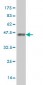 KCNC3 Antibody (monoclonal) (M01)