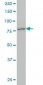 KCNC3 Antibody (monoclonal) (M01)