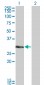 KCNIP2 Antibody (monoclonal) (M01)