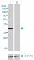 KCNIP2 Antibody (monoclonal) (M01)