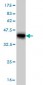 KCNJ10 Antibody (monoclonal) (M01)