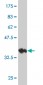 KCNK10 Antibody (monoclonal) (M03)