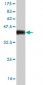 KCNQ4 Antibody (monoclonal) (M01)