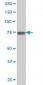 KCNQ4 Antibody (monoclonal) (M01)