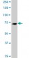 KCNQ4 Antibody (monoclonal) (M01)