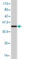 KCNQ5 Antibody (monoclonal) (M01)