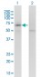 KCNQ5 Antibody (monoclonal) (M01)