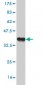 KHDRBS1 Antibody (monoclonal) (M03)