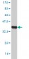 KHDRBS1 Antibody (monoclonal) (M03)
