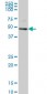 KHDRBS1 Antibody (monoclonal) (M03)