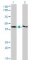 KHDRBS1 Antibody (monoclonal) (M03)