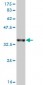 KHSRP Antibody (monoclonal) (M01)