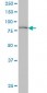 KIAA2002 Antibody (monoclonal) (M01)