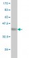 KIAA2002 Antibody (monoclonal) (M02)