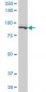 KIAA2002 Antibody (monoclonal) (M02)