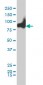 KIF2C Antibody (monoclonal) (M01)