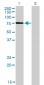 KIF2C Antibody (monoclonal) (M01)