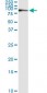 KIF2C Antibody (monoclonal) (M01)