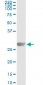 KIRREL2 Antibody (monoclonal) (M01)