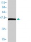 KIRREL2 Antibody (monoclonal) (M01)