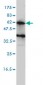 KIRREL2 Antibody (monoclonal) (M01)