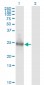 KIRREL2 Antibody (monoclonal) (M01)
