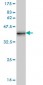 KISS1 Antibody (monoclonal) (M05)