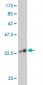 KLF1 Antibody (monoclonal) (M04)