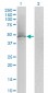 KLF1 Antibody (monoclonal) (M05)