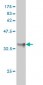 KLF11 Antibody (monoclonal) (M01)