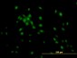 KLF11 Antibody (monoclonal) (M03)