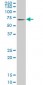 KLF11 Antibody (monoclonal) (M03)