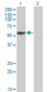 KLF12 Antibody (monoclonal) (M01)