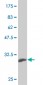 KLF13 Antibody (monoclonal) (M01)