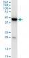 KLF13 Antibody (monoclonal) (M01)