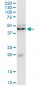 KLF13 Antibody (monoclonal) (M01)