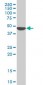 KLF13 Antibody (monoclonal) (M01)