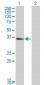 KLF6 Antibody (monoclonal) (M01)