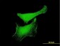 KLF6 Antibody (monoclonal) (M02)